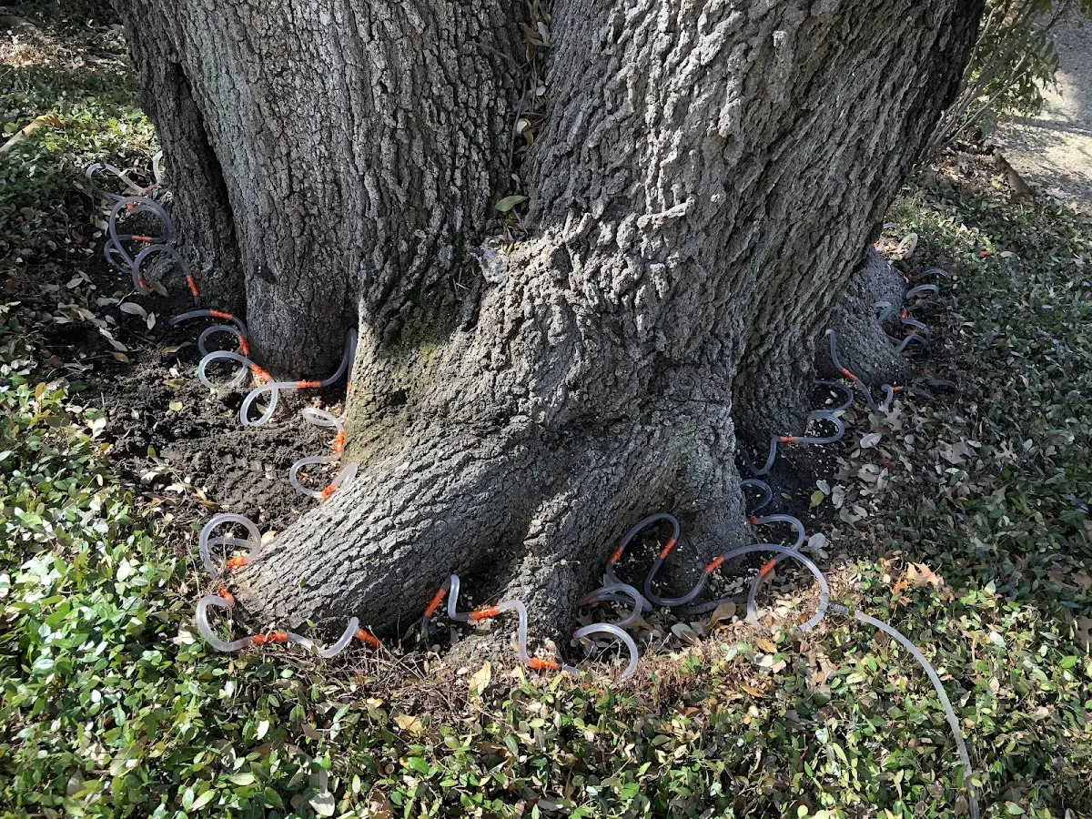 Detailed Tree Cabling and Bracing job site in Lambert Lake