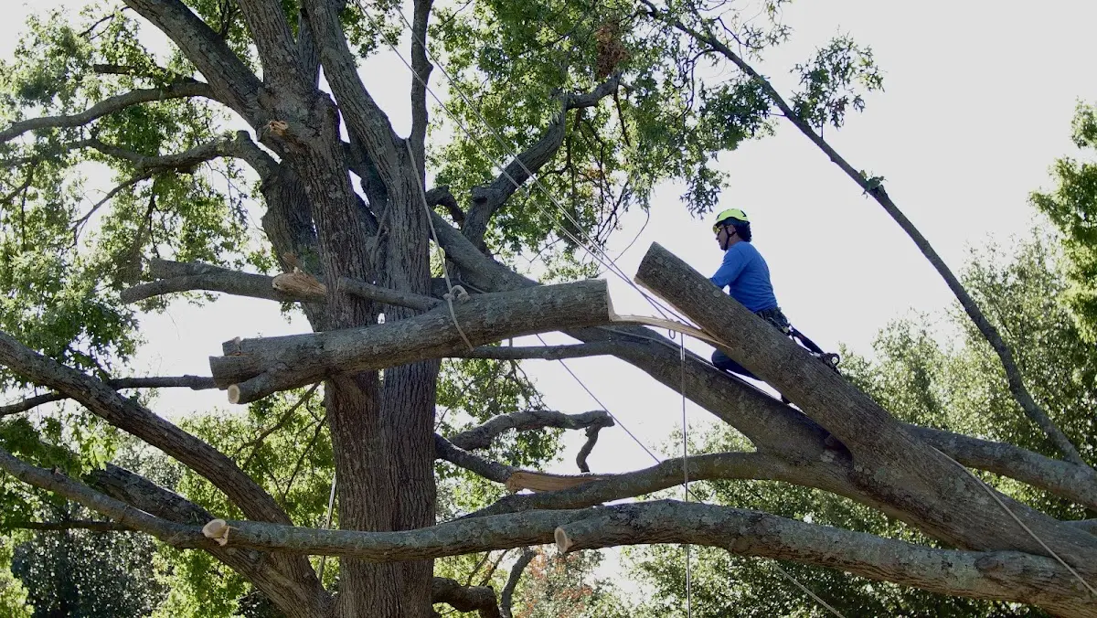 Professional Hazardous Tree Removal performed by certified arborists in Lambert Lake