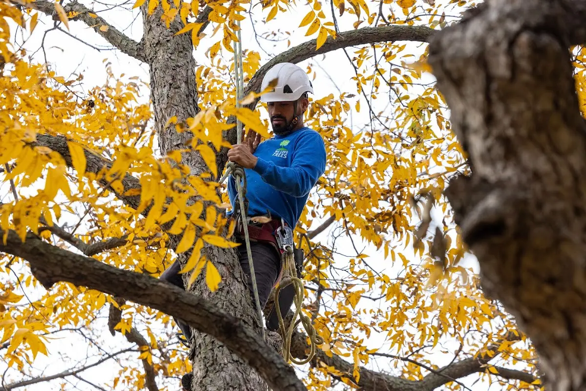 Skilled Tree Transplanting crew working in Lambert Lake